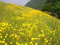 オオキンケイギクの画像