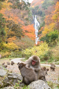 神庭の滝ライブカメラの画像