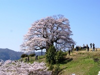 醍醐桜(県天然記念物)の画像