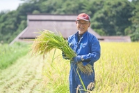 特産ひめのもちの生産の画像