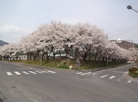 遷喬桜　満開の春　富士山のように見えます