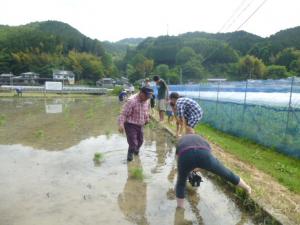 田植え