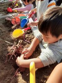 ベランダでの芋ほり