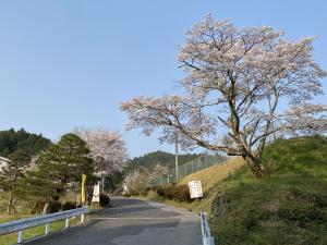 春の大門坂