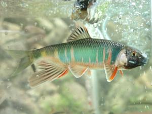 下和川の生き物調査