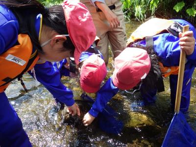 植杉川の生き物調査