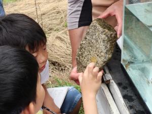 植杉川の生き物調査