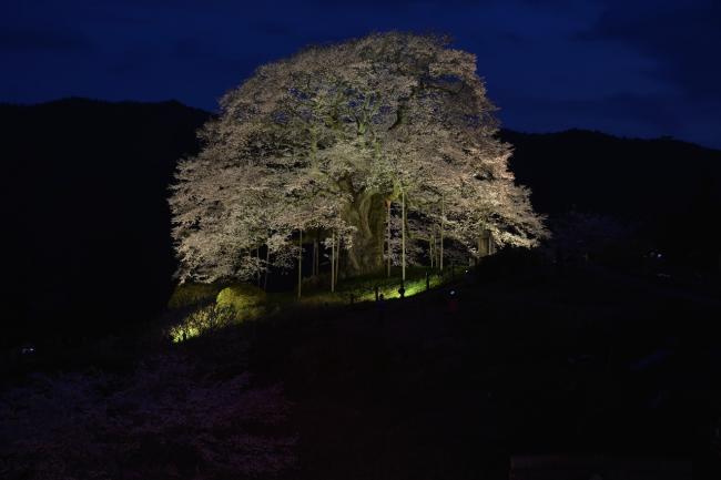 醍醐桜ライトアップ