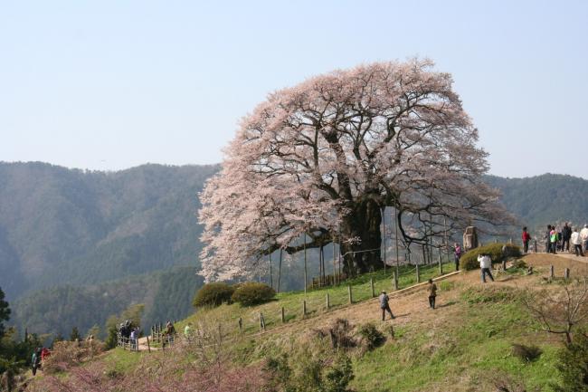 醍醐桜遠景