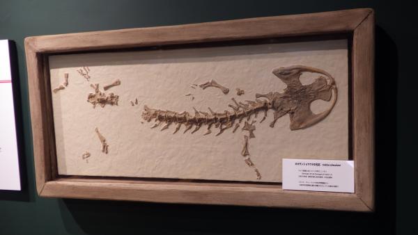 ヨーロッパで発見された化石のレプリカ