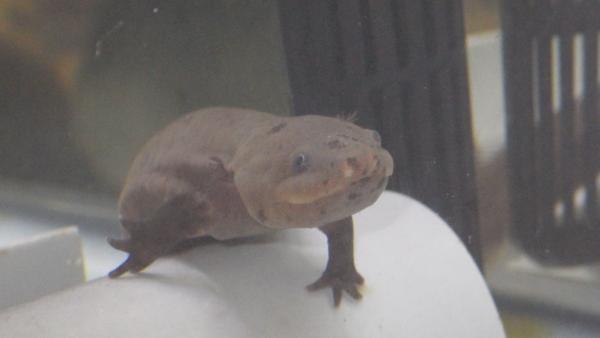 幼生もいます