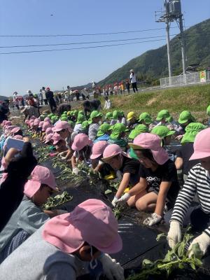 説明を聞いてから、自分たちで植えてみました。