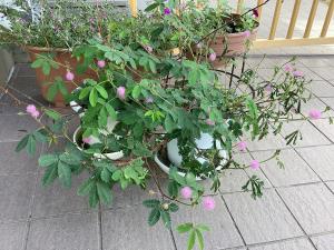 おじぎそうの花