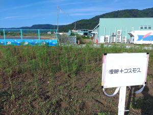 液肥を使ったコスモスの様子