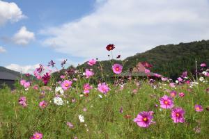 コスモスの様子