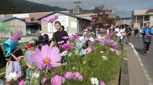 コスモスウォーキングの様子