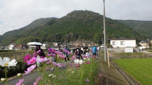 コスモスウォーキングの様子