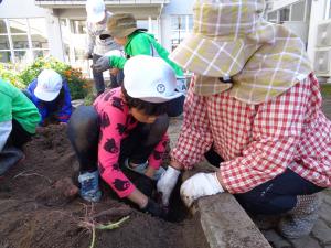 さつまいもほり２