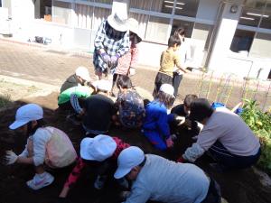 さつまいもほり４