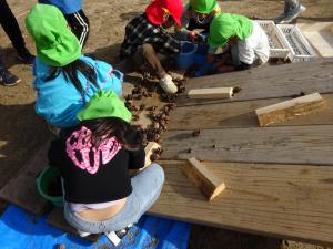 どんぐり転がしでどんぐりを転がして遊ぶ園児たち。