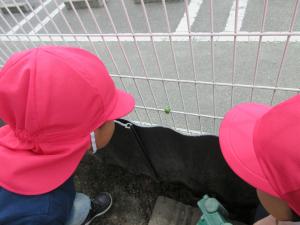 2歳児カエルを見つける