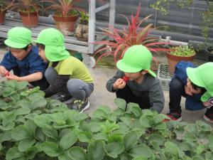 イチゴ美味しいな～