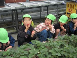 イチゴ美味しい