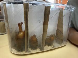 さなぎ