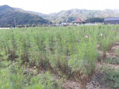 コスモス広場の様子