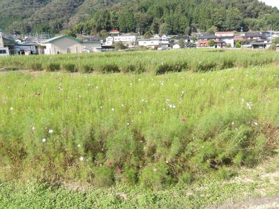 新・コスモス広場の様子（令和8年10月1日撮影）