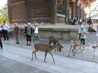 奈良公園ではたくさんのシカに囲まれてびっくりの画像