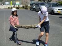 植菌の終わった原木を2人で力を合わせて運びましたの画像