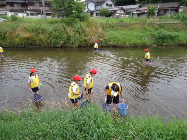 月田川にはどんな生き物がすんでいるのか探してみましたの画像