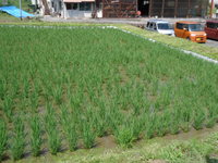 運動会明けに行った田植えから1ヶ月。青々と育っていますの画像