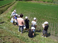 田んぼのお世話をしていただき、雑草もほとんどありませんの画像