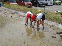 田んぼの土が何とも言えず気持ちいいですの画像