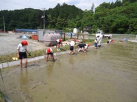稲刈りが楽しみですの画像