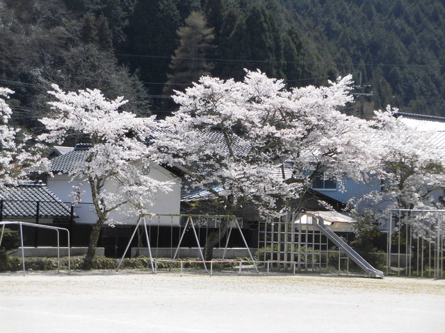 満開の校庭の桜の画像