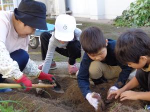 さつまいもほり1