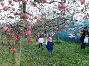 たくさん実ったりんご