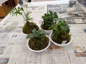 苔玉