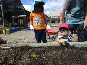 芋ほりをする様子