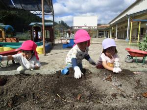 芋ほりをする様子