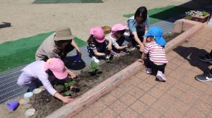５歳児苗植え