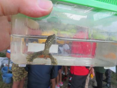 水辺の学習