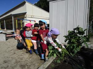 枝豆をひっぱる子どもたち