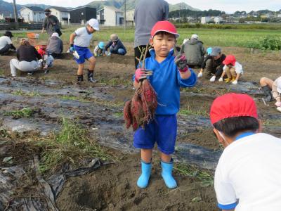 いもほり