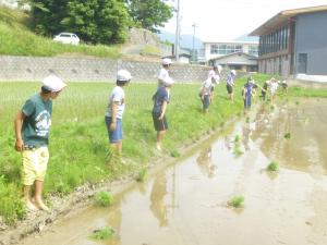 最初は田んぼに入るのをためらっていました。