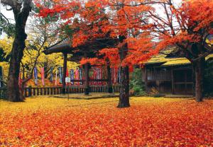 紅葉風景