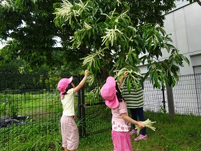 栗の花を摘んでいる